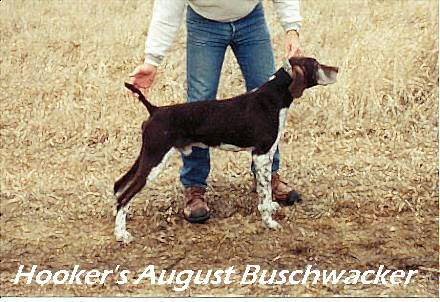 augie.jpg (37794 bytes)