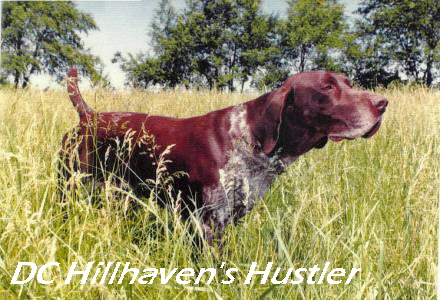 hustler3.jpg (137997 bytes)