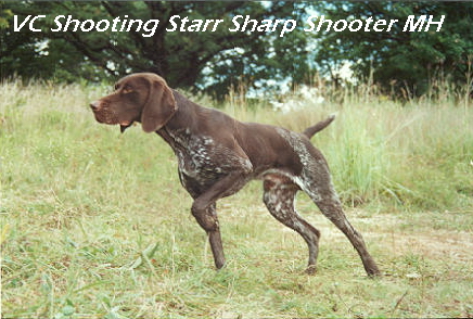 shooter.jpg (171821 bytes)